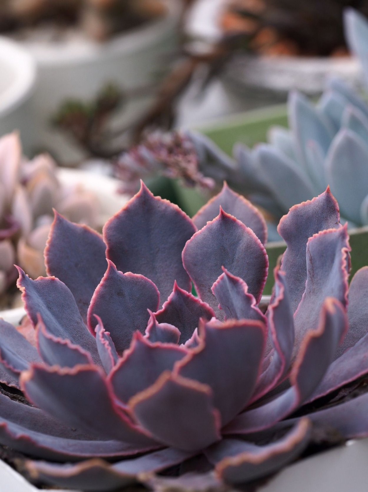 Эхеверия Пинк Фриллс