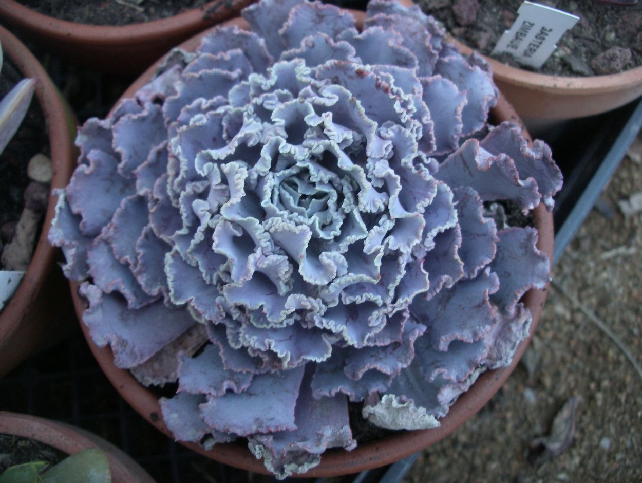 Эчеверия трюфель