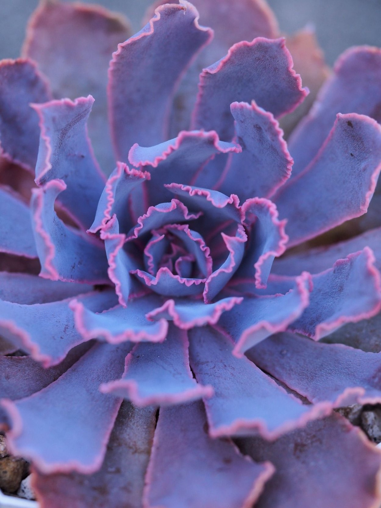 Echeveria Pink Frills