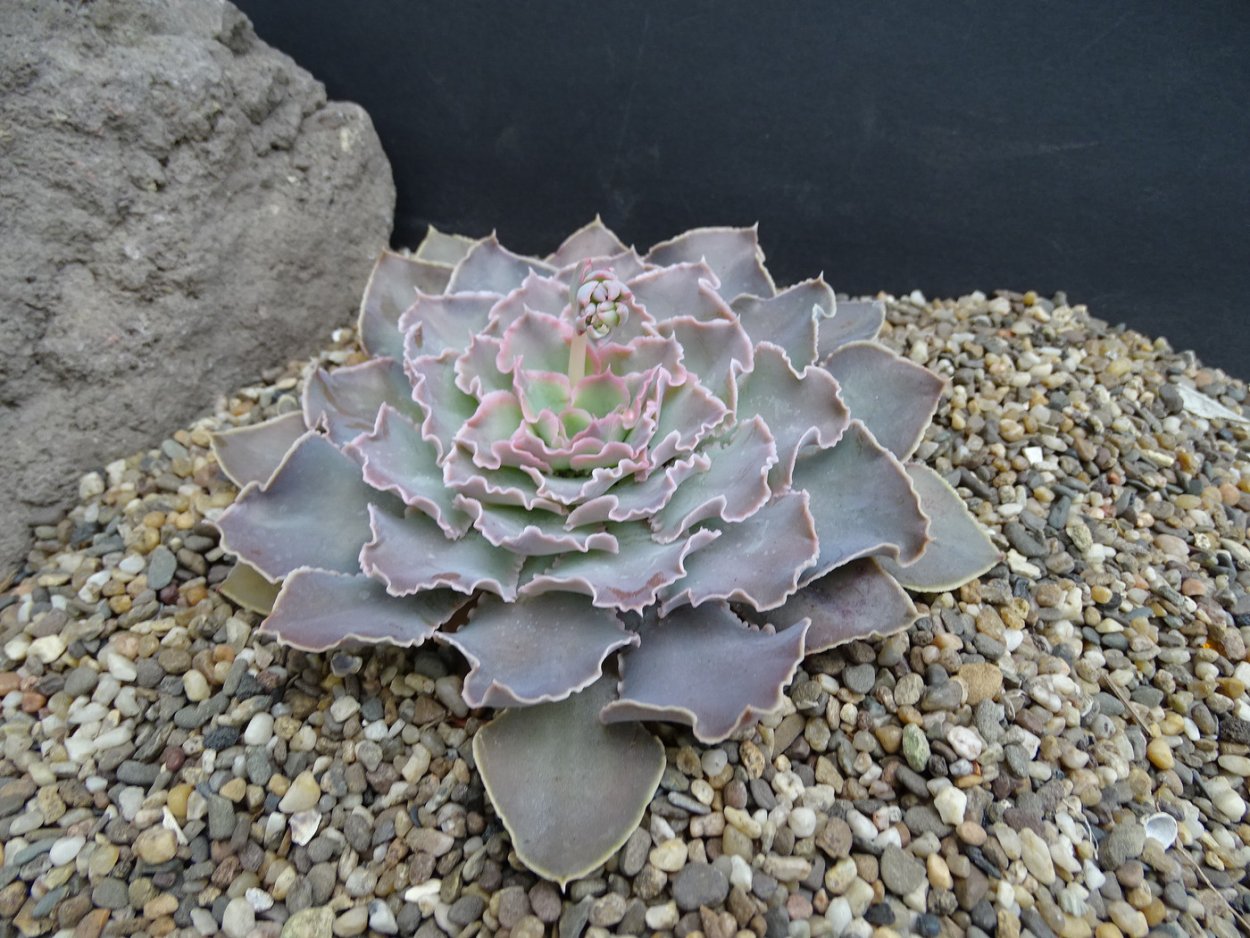 Эхеверия Пинк Фрилс