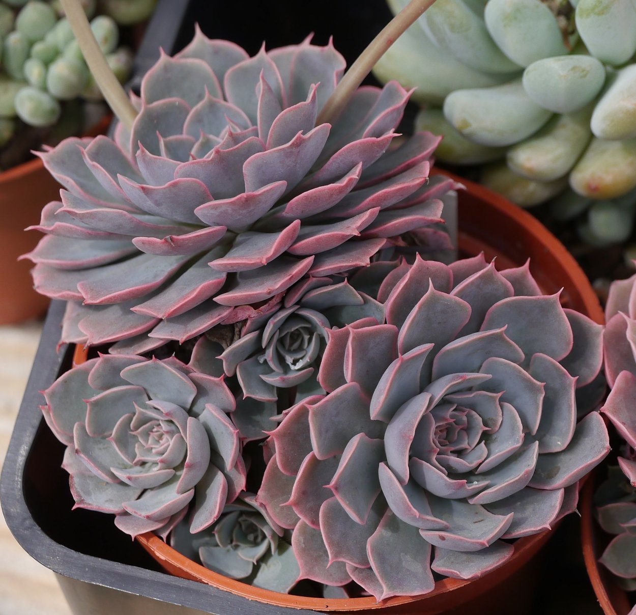 Эхеверия Шавиана