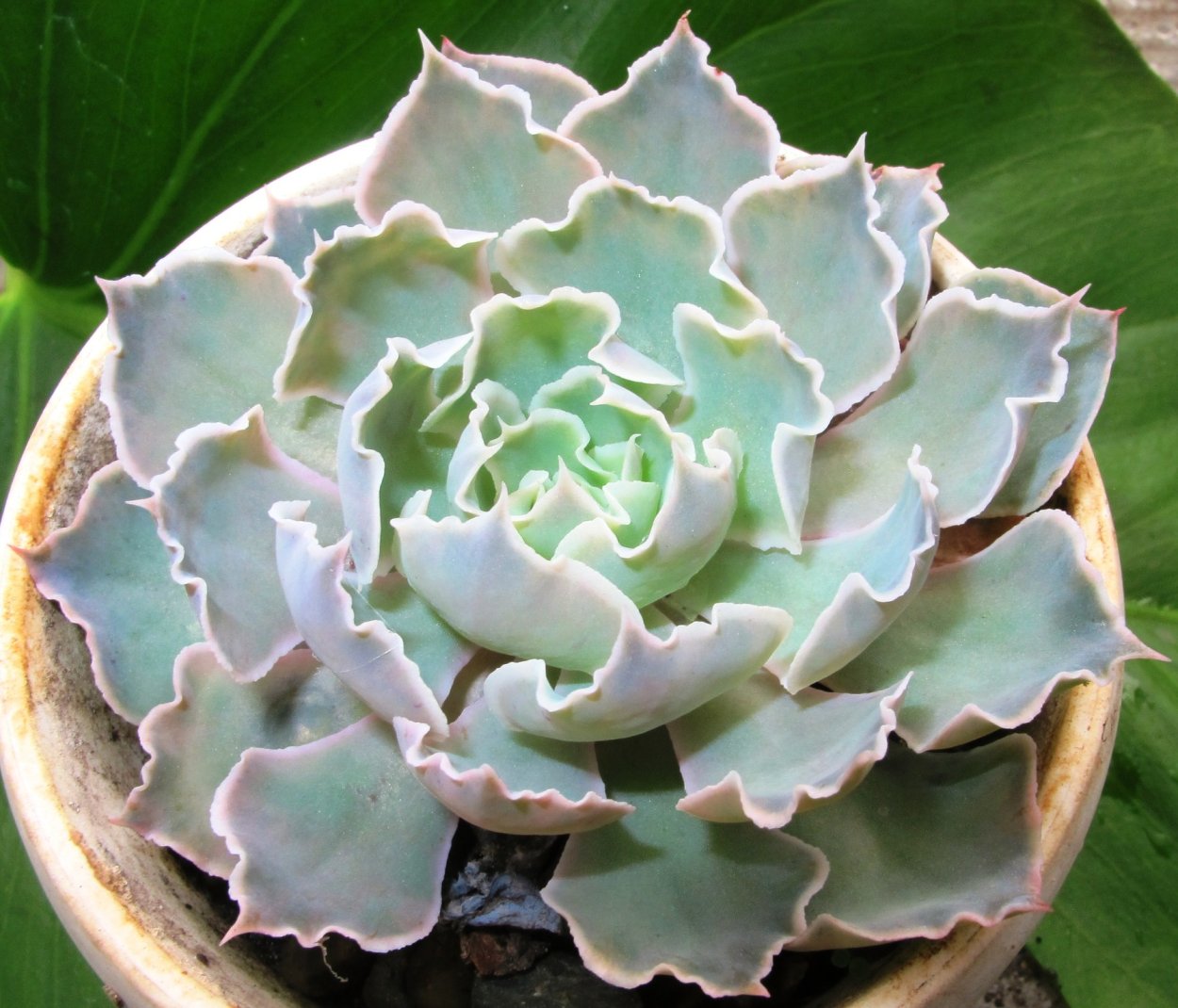 Эхеверия волнистая