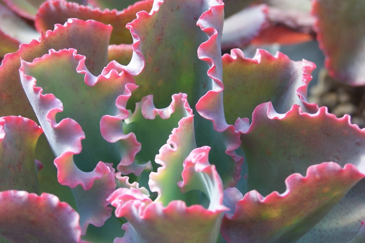 Эхеверия Дикс Пинк