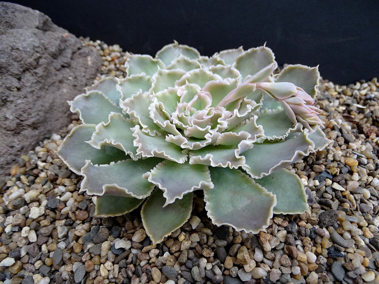 Echeveria Шавиана