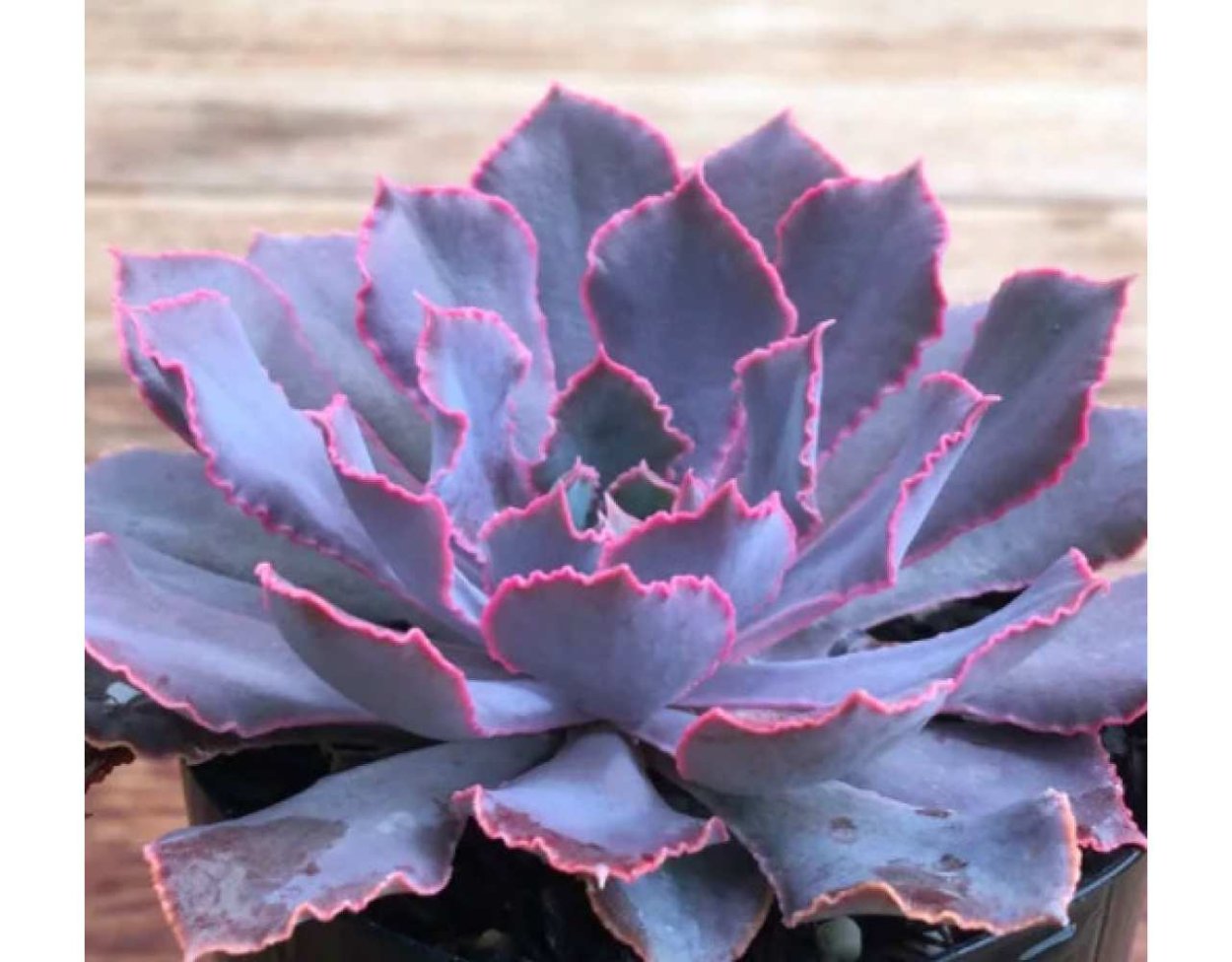 Эхеверия Шавиана