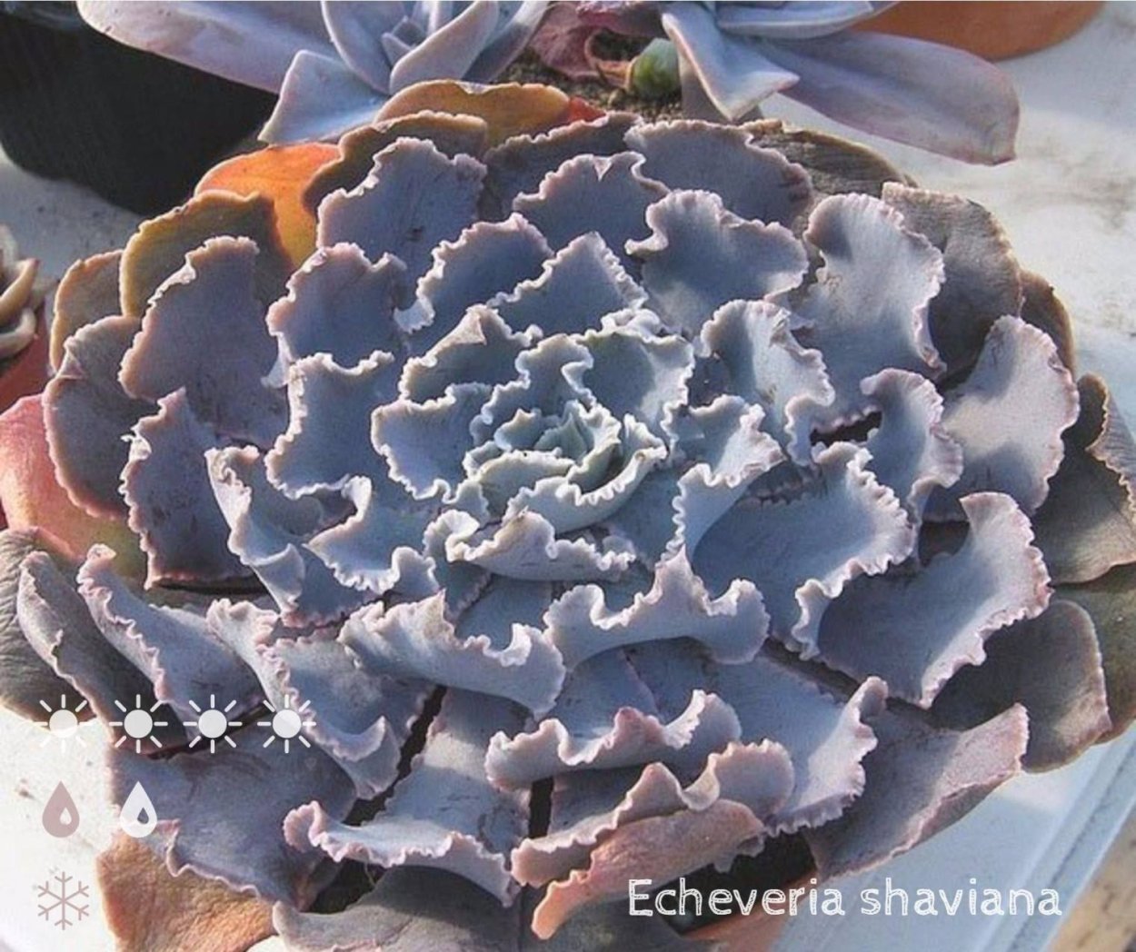 Эхеверия трюфель