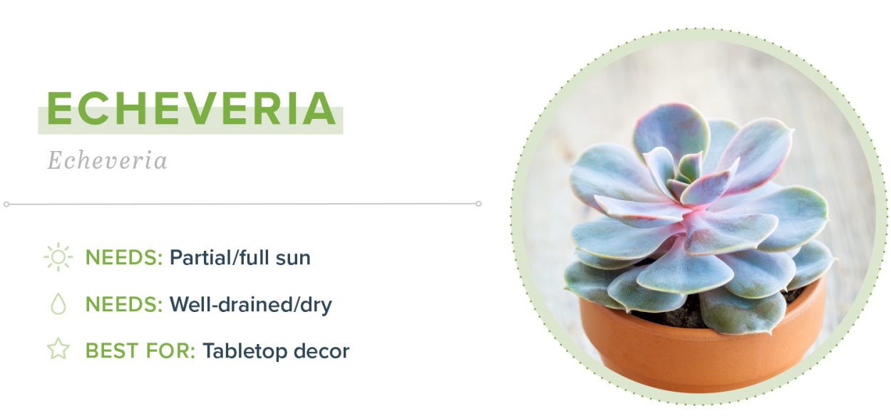 Эхеверия Блэк Сплеш