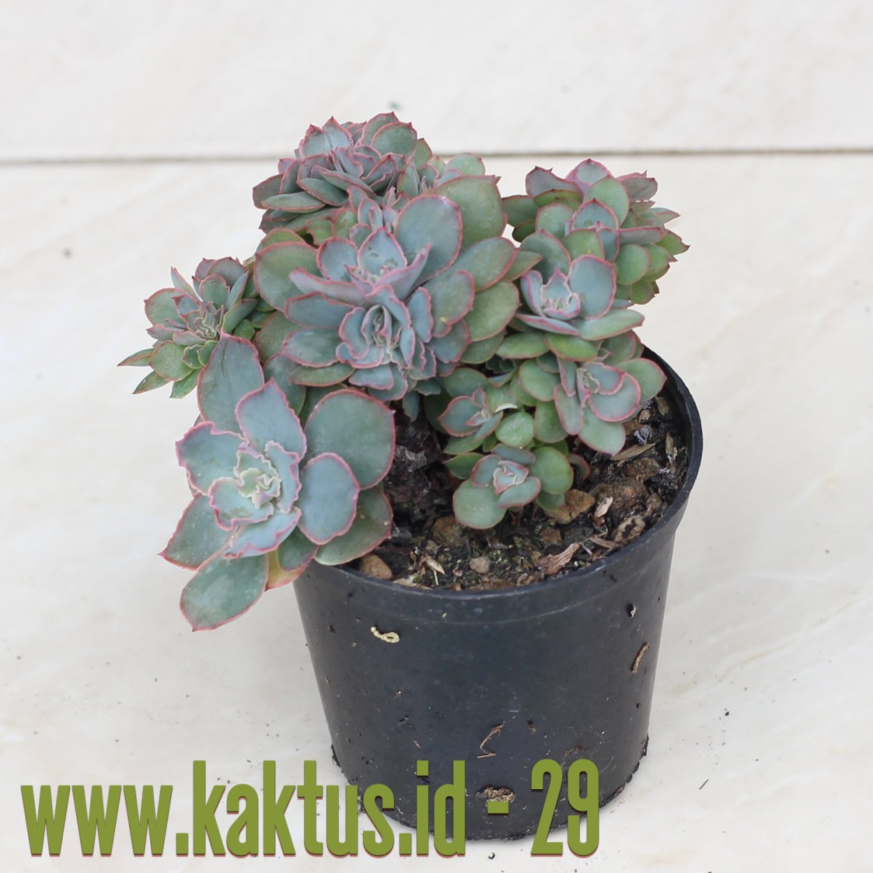 Кристатная Эчеверия Pink age