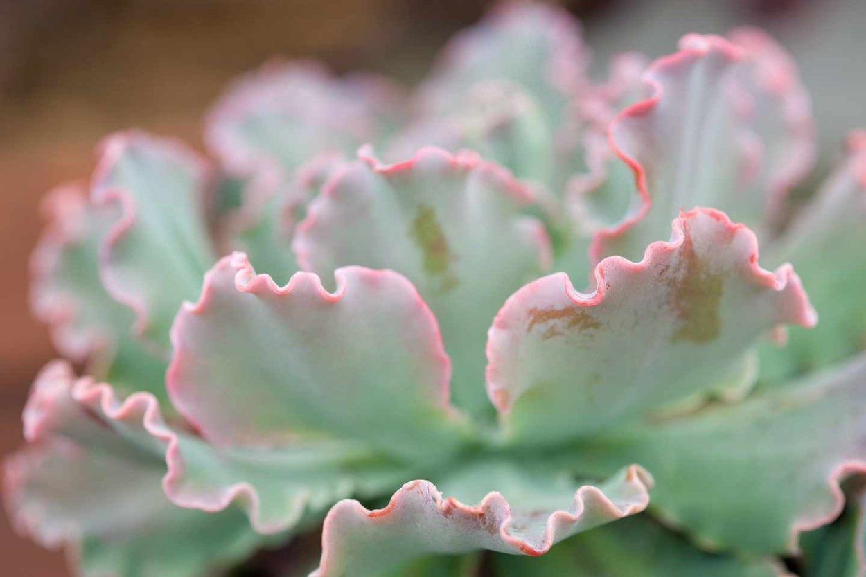 Эхеверия frilly