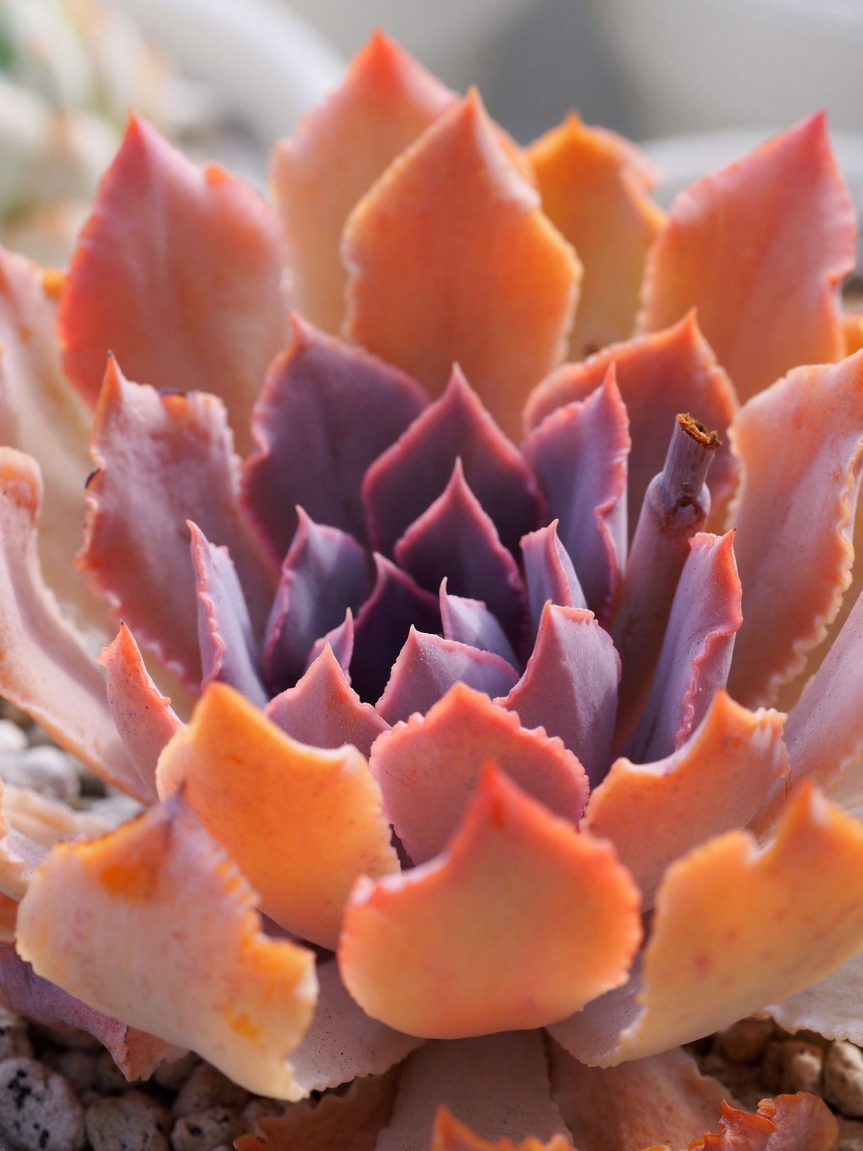 Эхеверия Шавиана