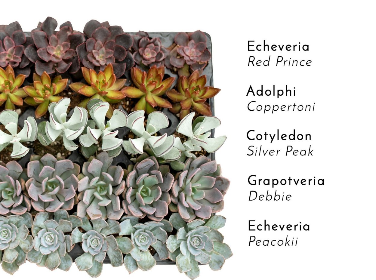 Echeveria Red Prince