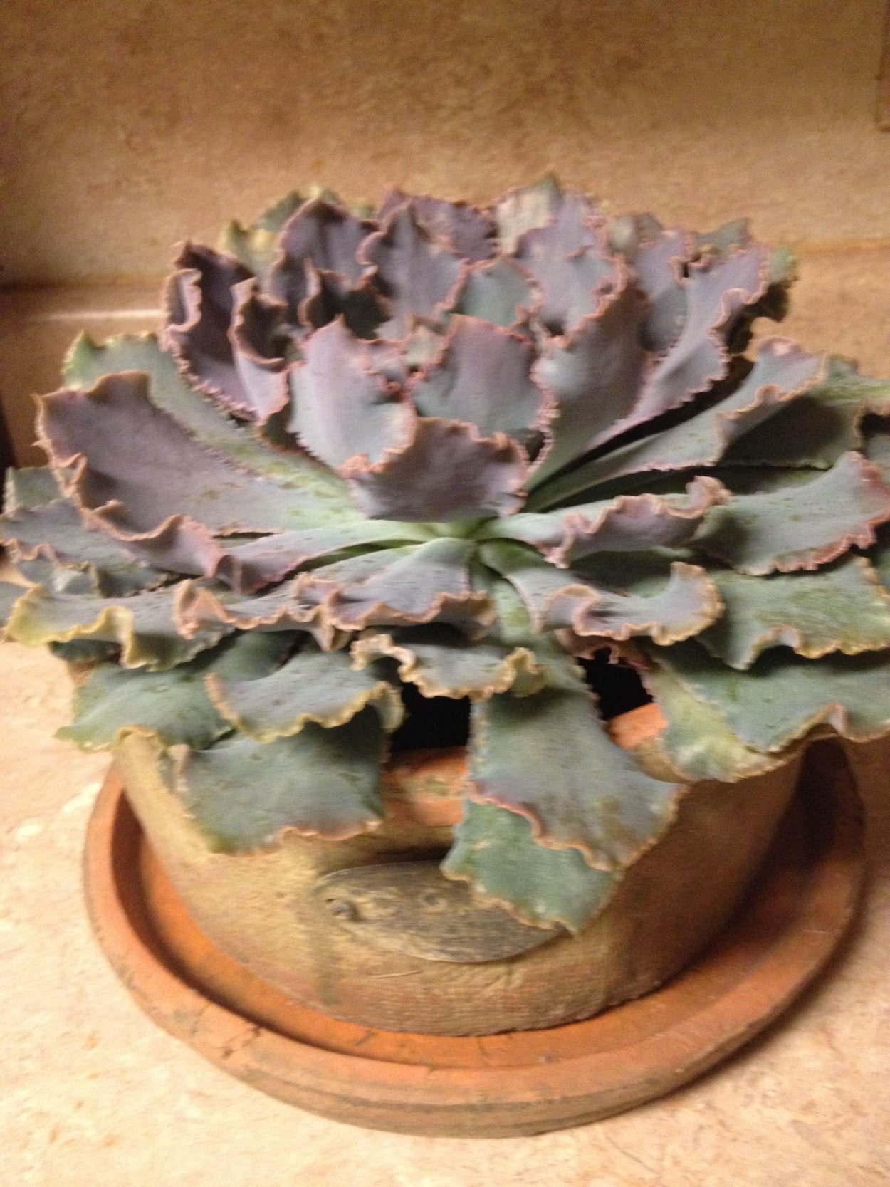 Echeveria Pink Frills