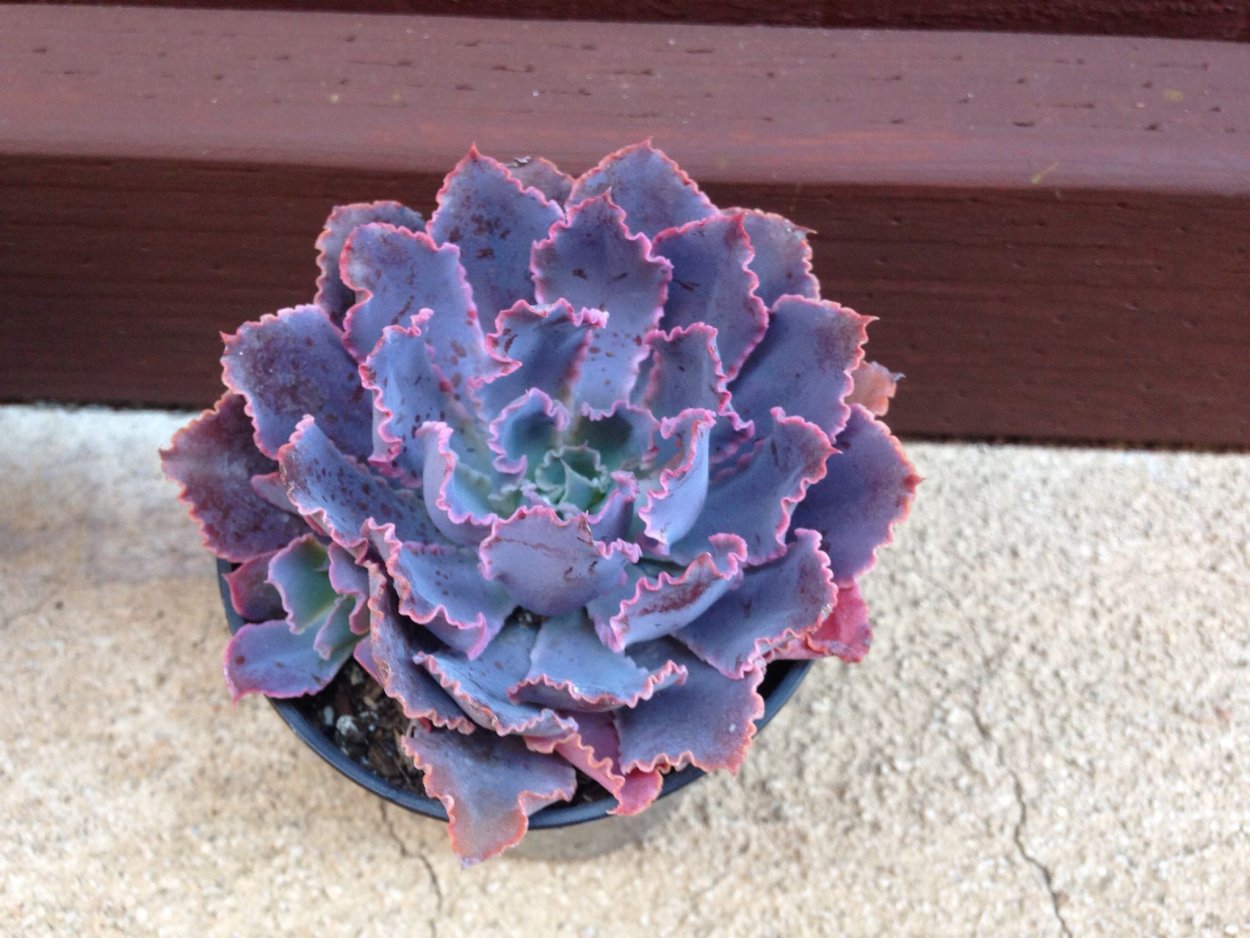 Эхеверия неон