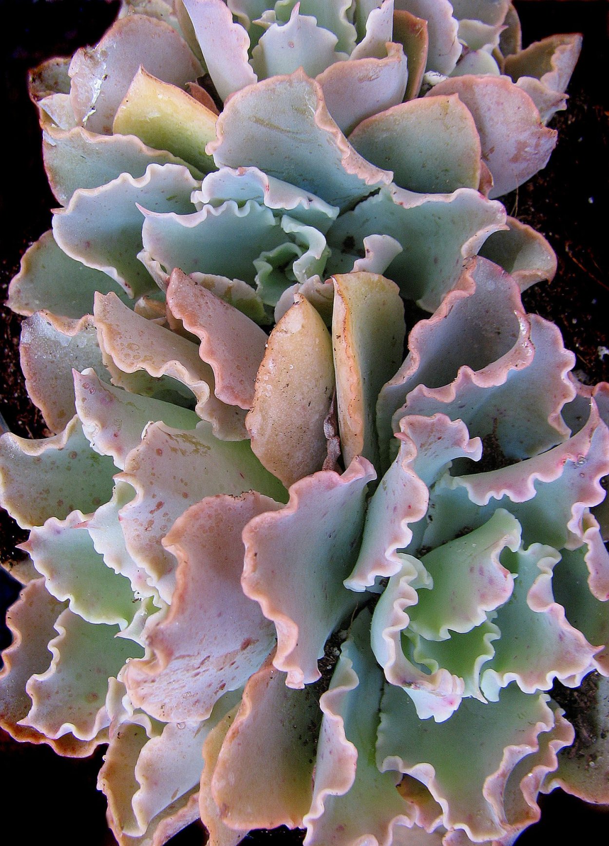 Эхеверия Blue Curls