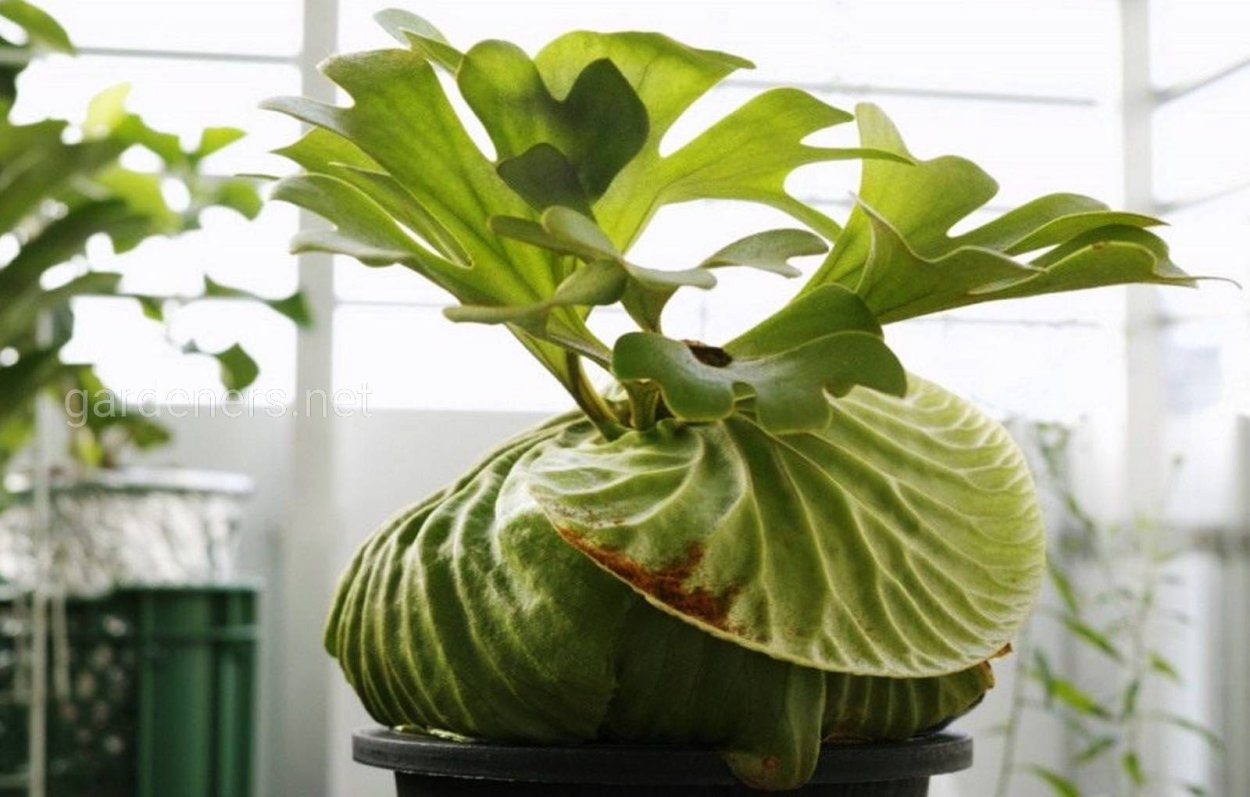 Platycerium-Платицериум (Плоскорог). Папоротник Оленьи рога.