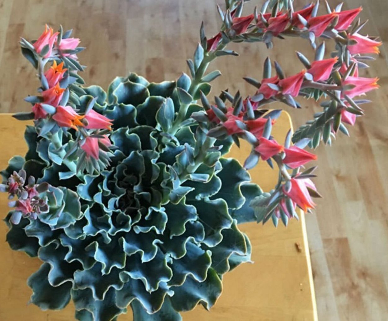 Эхеверия Шавиана Блу вейвс