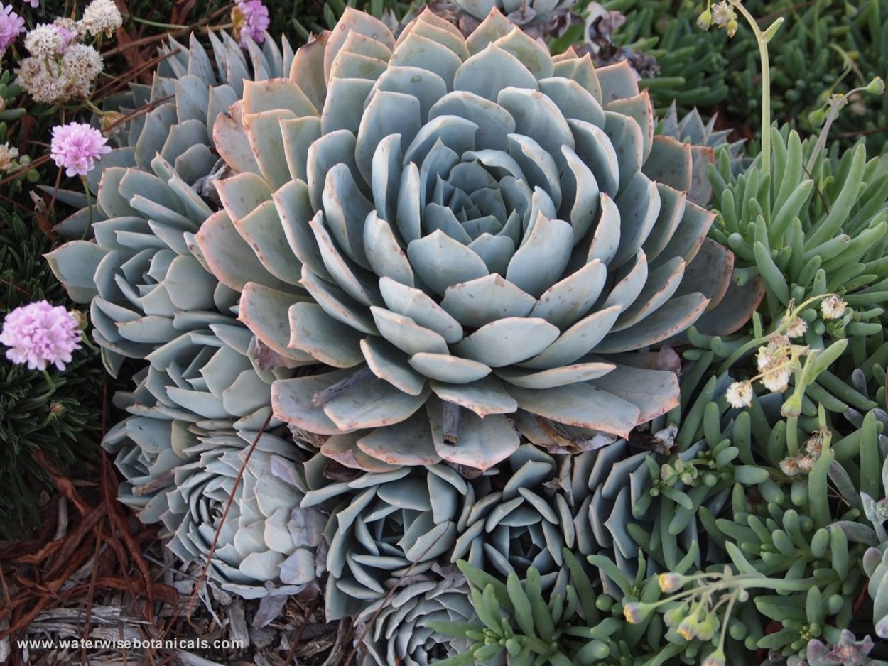 Эхеверия peacockii