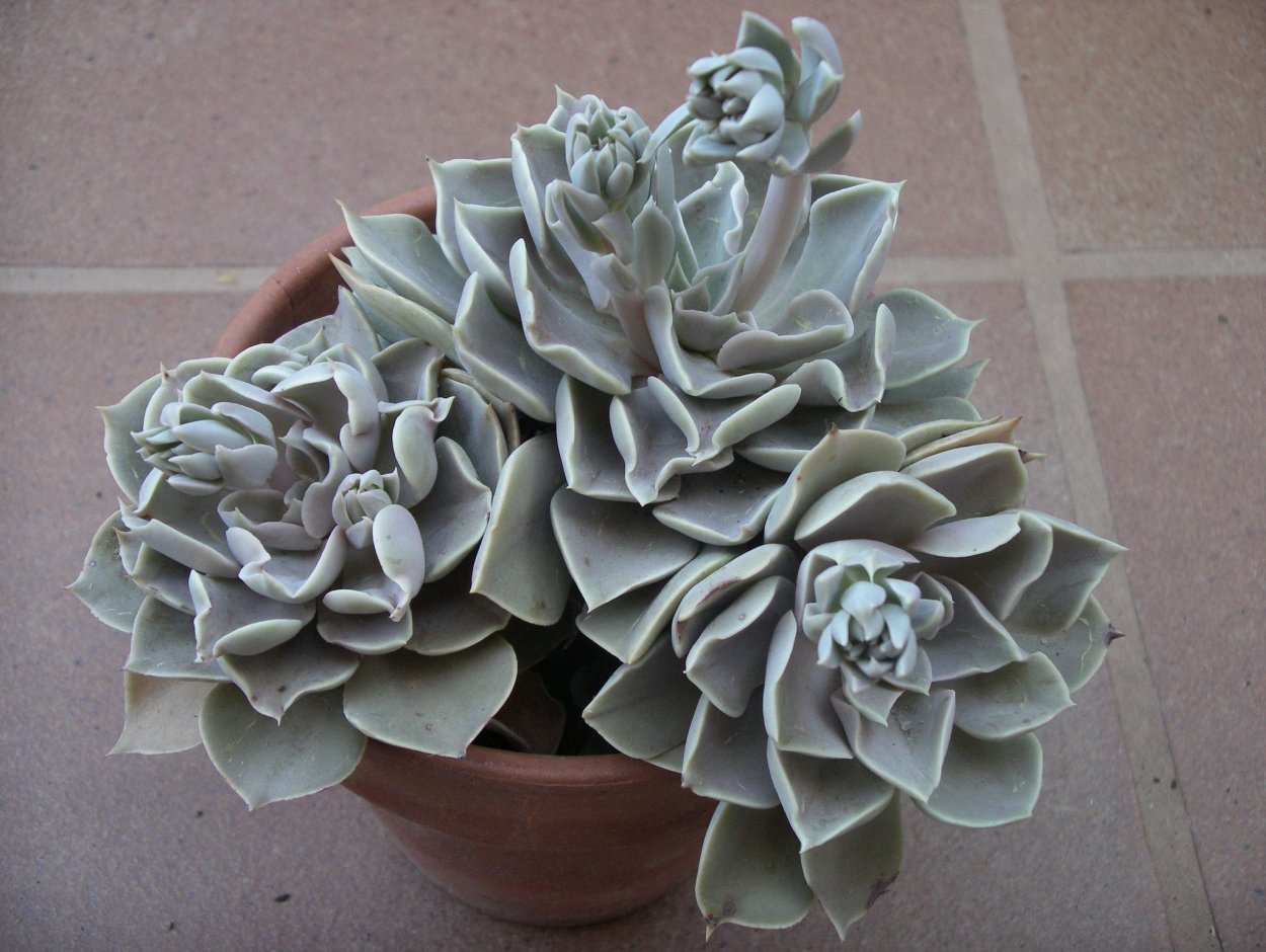 Эхеверия strictiflora Nova