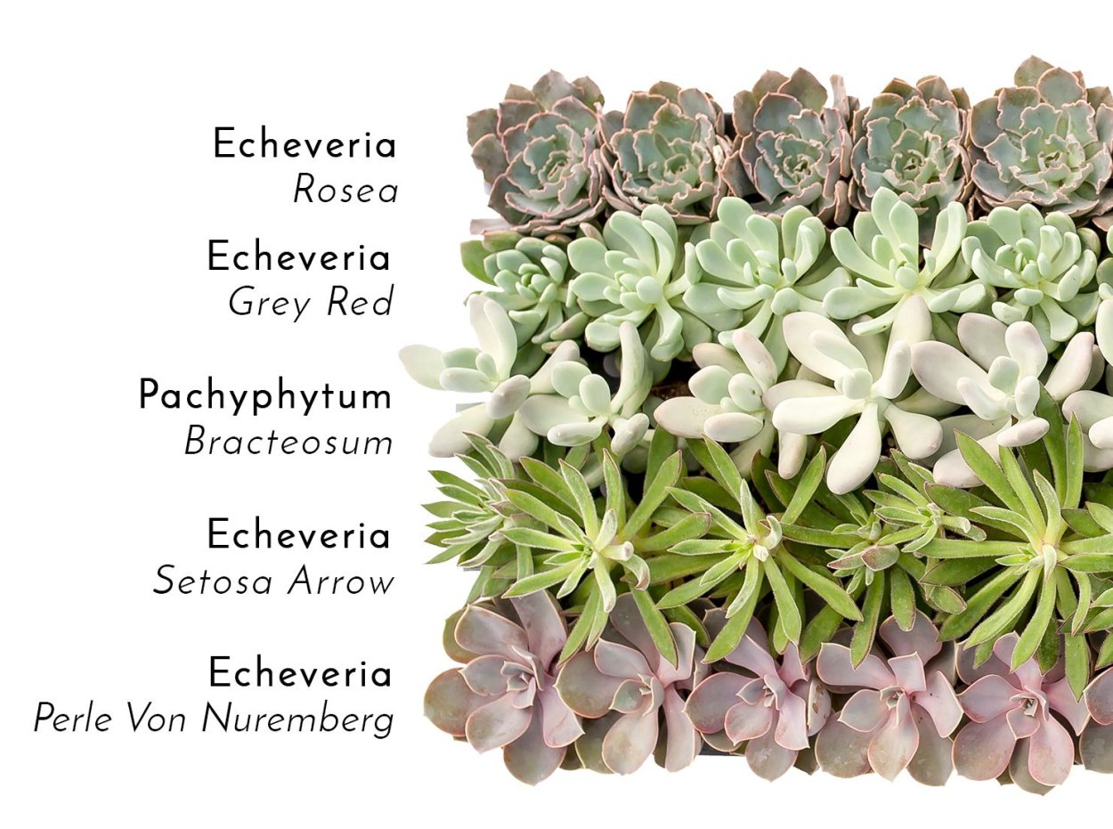 Эхеверия Росеа