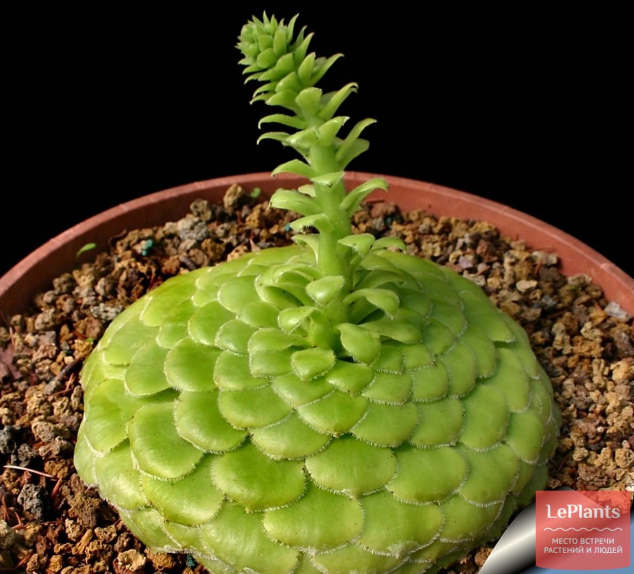 Эониум tabuliforme