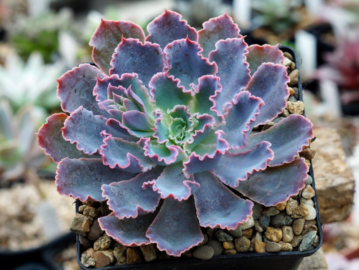 Эхеверия неон брекер