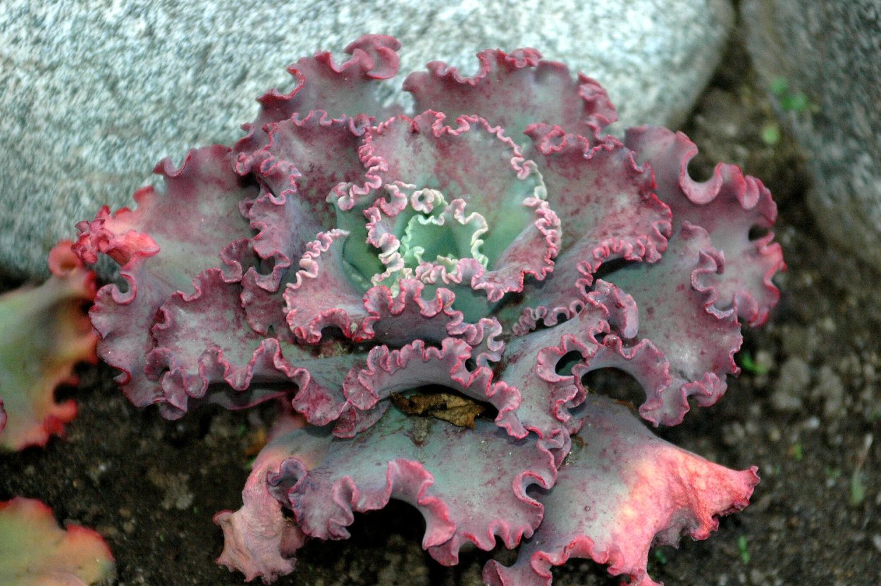 Эхеверия Шавиана Перегрина