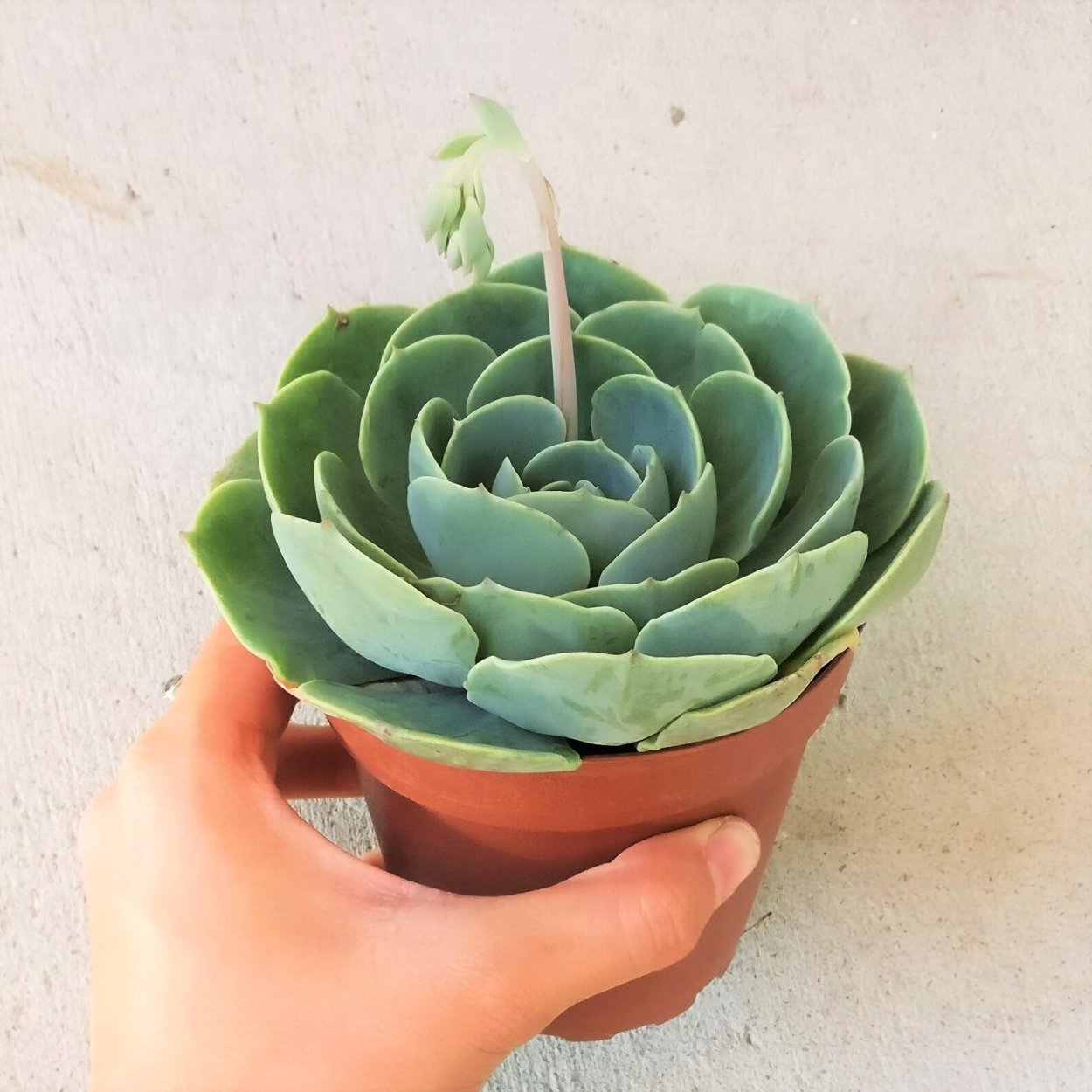 Эхеверия Шавиана ТРУФФЛЕС