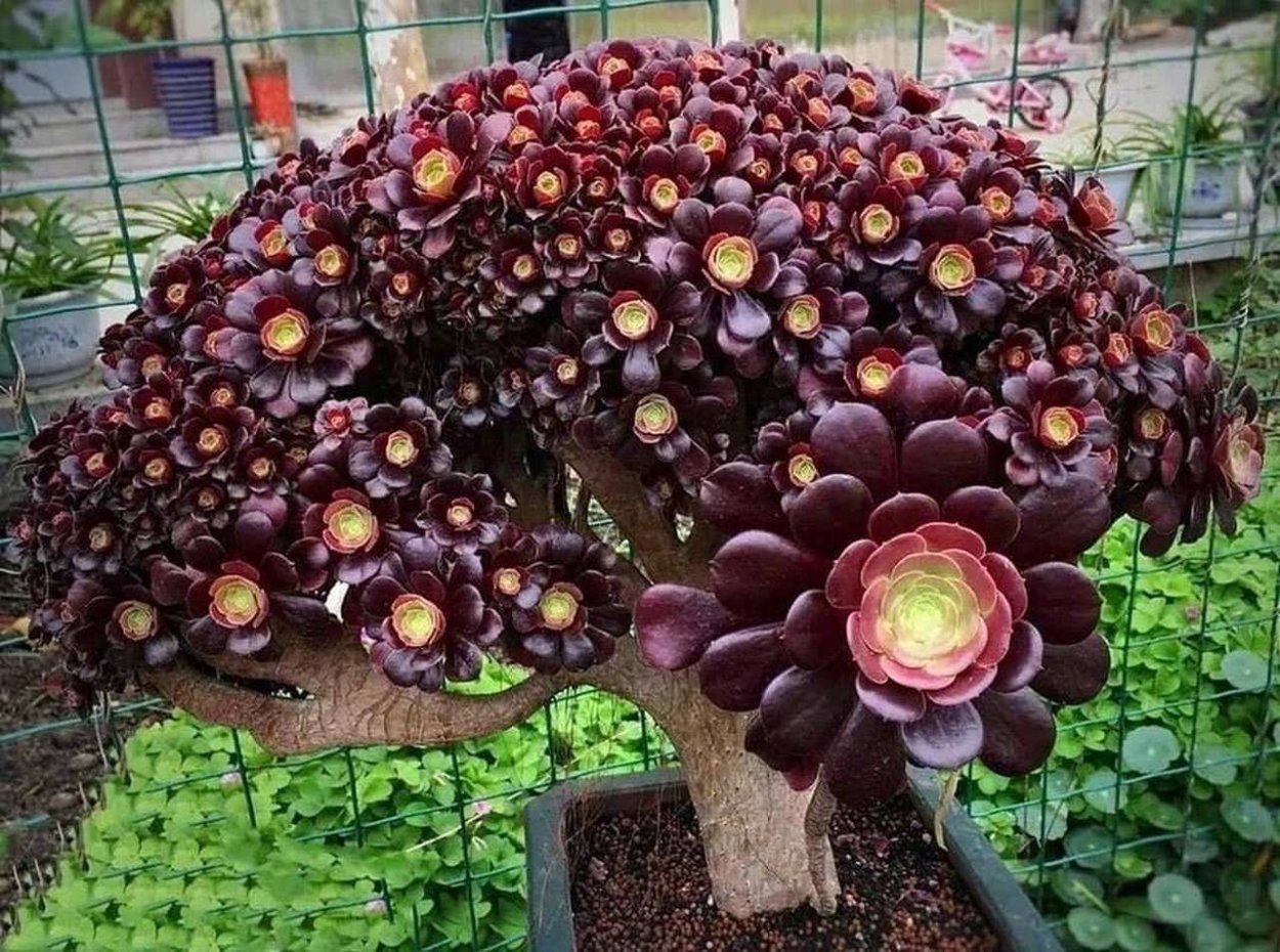 Редкие экзотические комнатные цветы