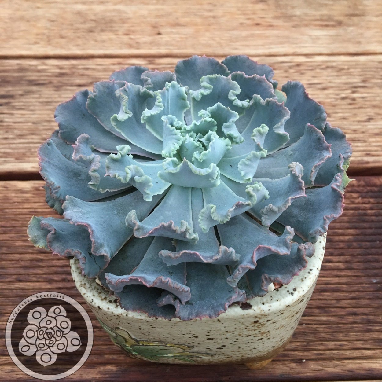 Эхеверия Truffles