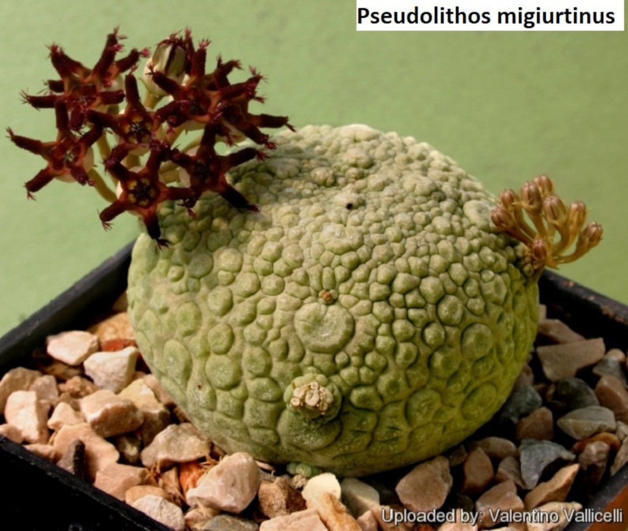Псевдолитос мигиуртинус
