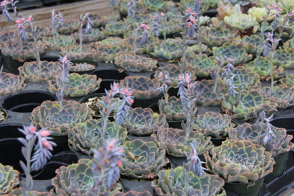 Echeveria shaviana Truffles