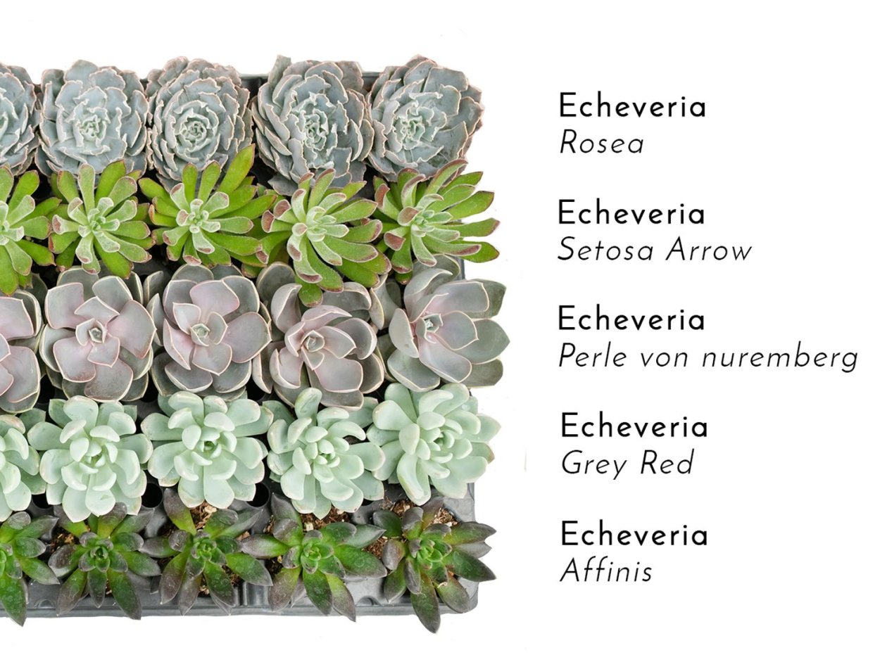 Echeveria affinis redэчеверия аффинис Рэд