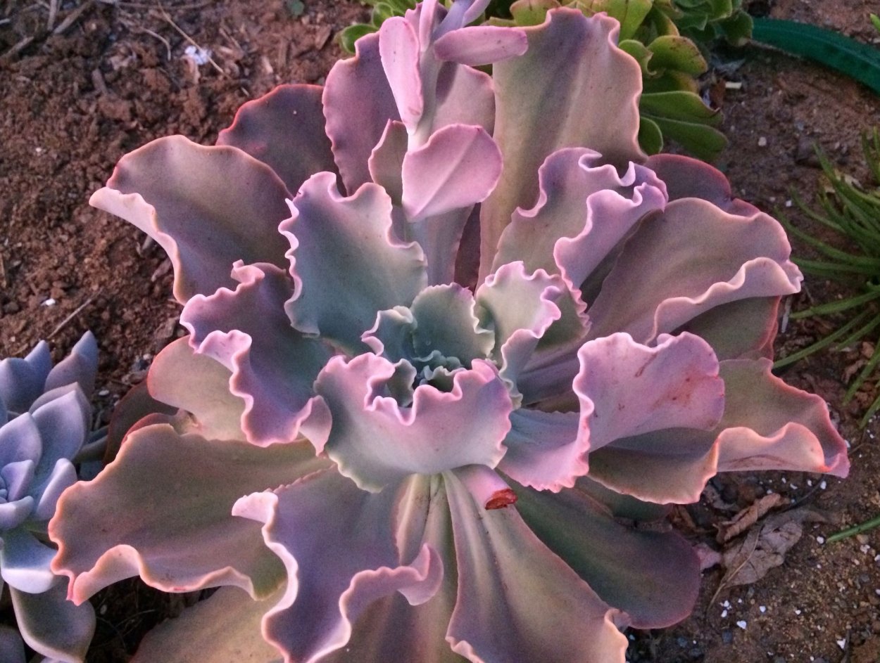 Эхеверия Zonnestraal Pink