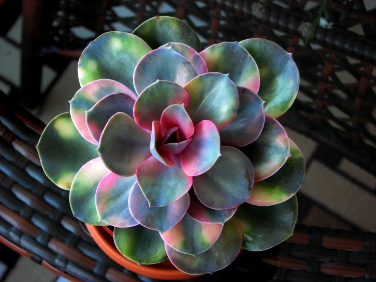 Суккулент эхеверия Echeveria