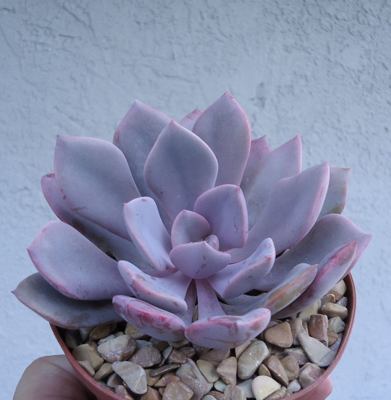 Граптоверия Pink Ruzz