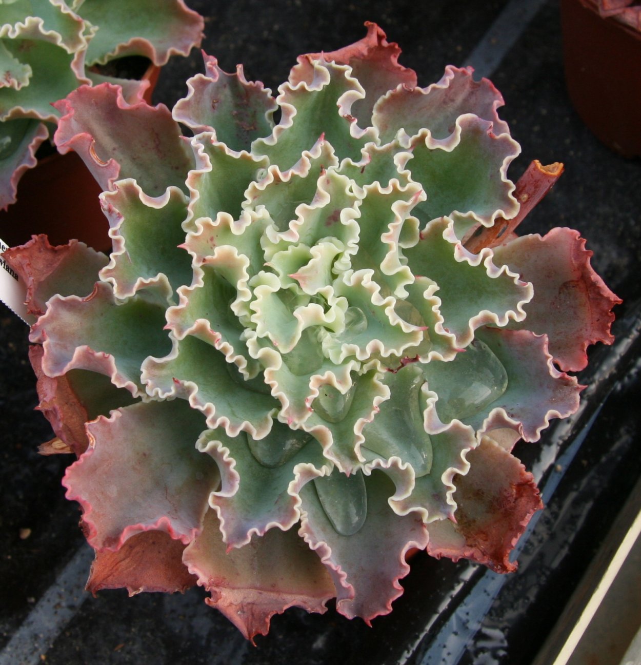 Echeveria Шавиана