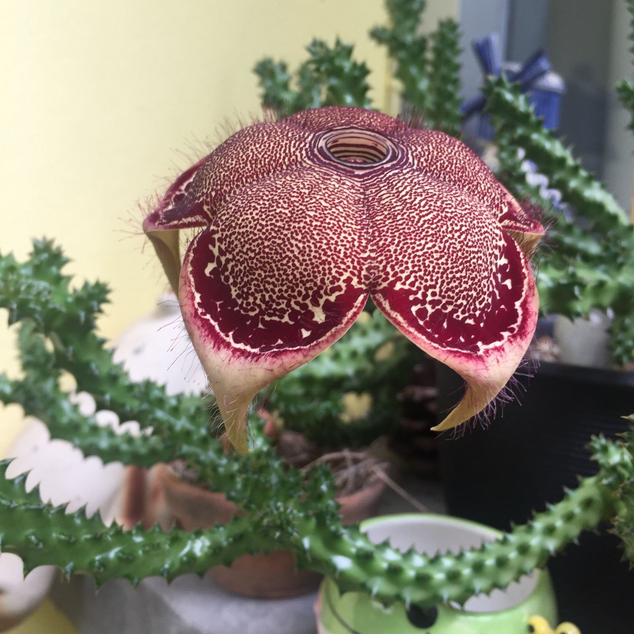 Эдитколеи Edithcolea Grandis,