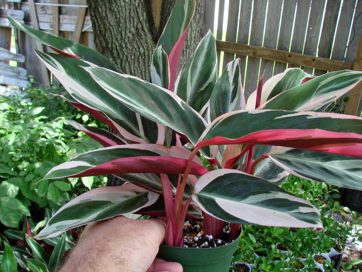 Строманта sanguinea