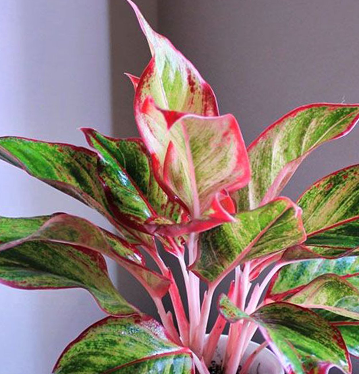 Диффенбахия аглаонема