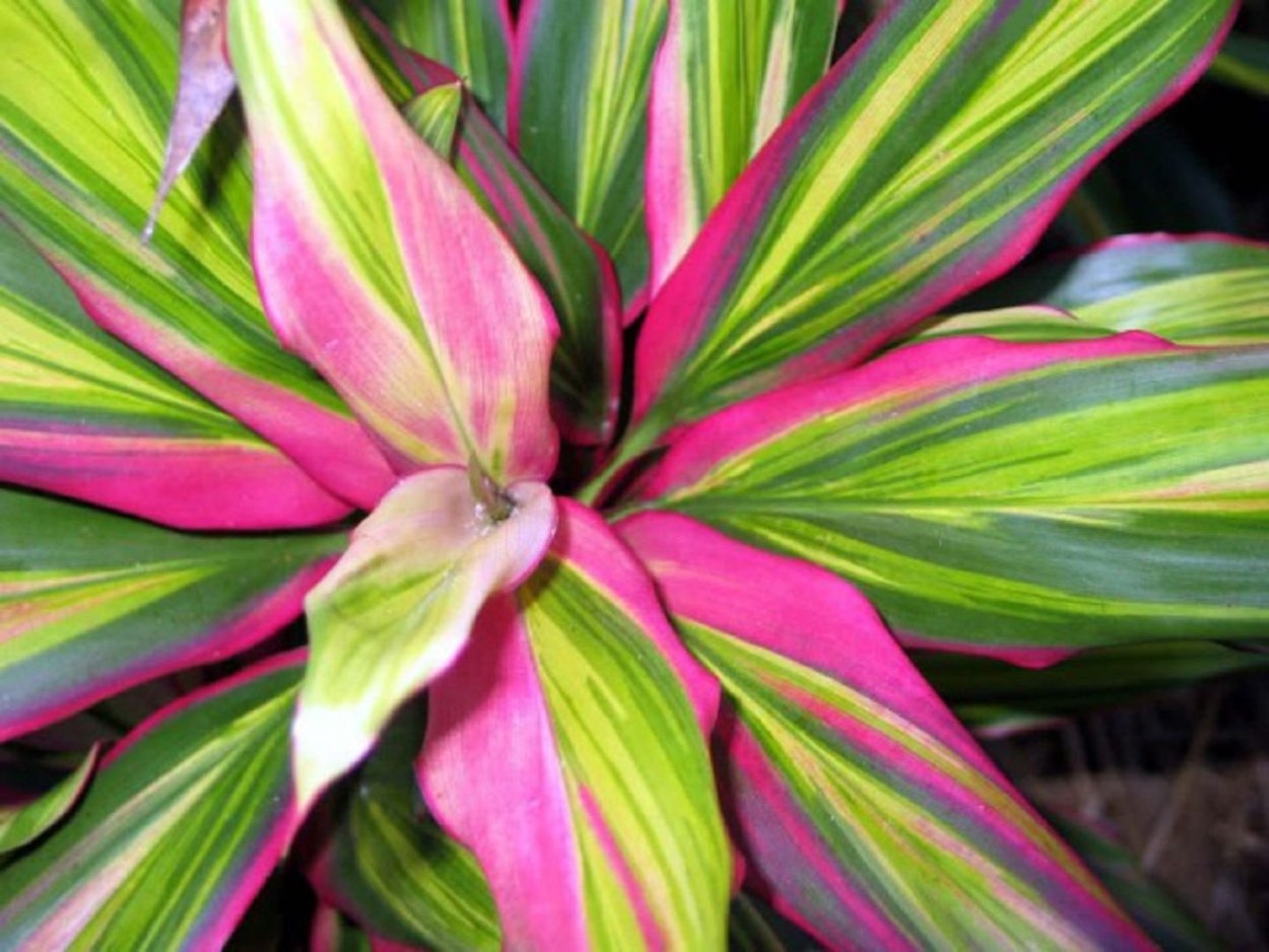 Драцена Кордилина