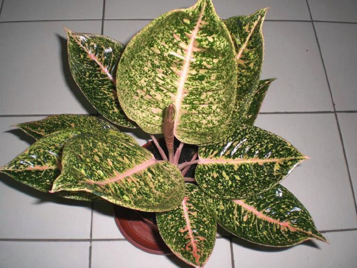 Aglaonema commutatum var. Warburgii