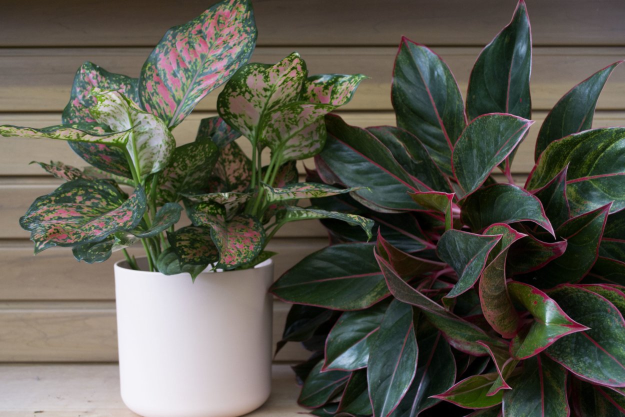 Аглаонема Ароидные