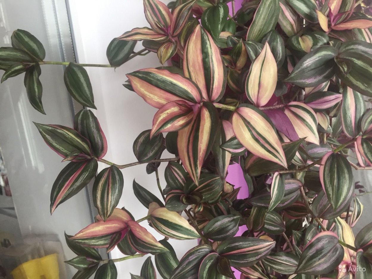 Традесканция тайская вариегатная