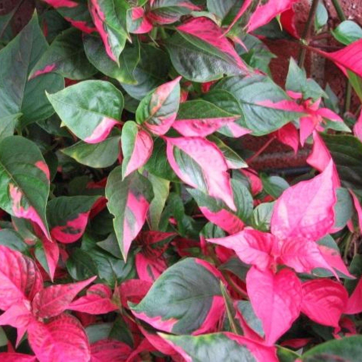 Альтернантера прелестная Green