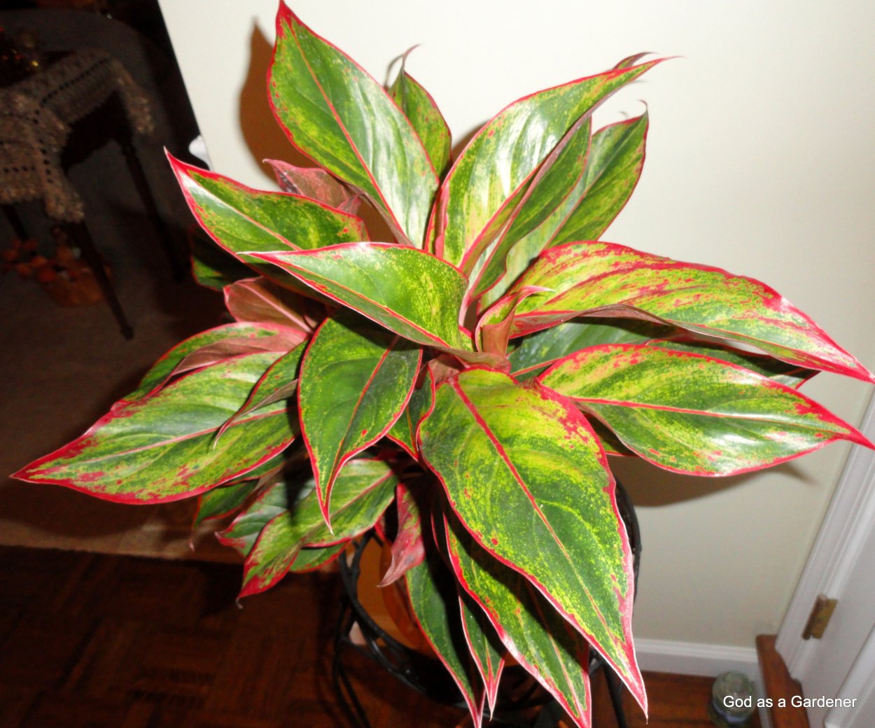 Аглаонема пестрая