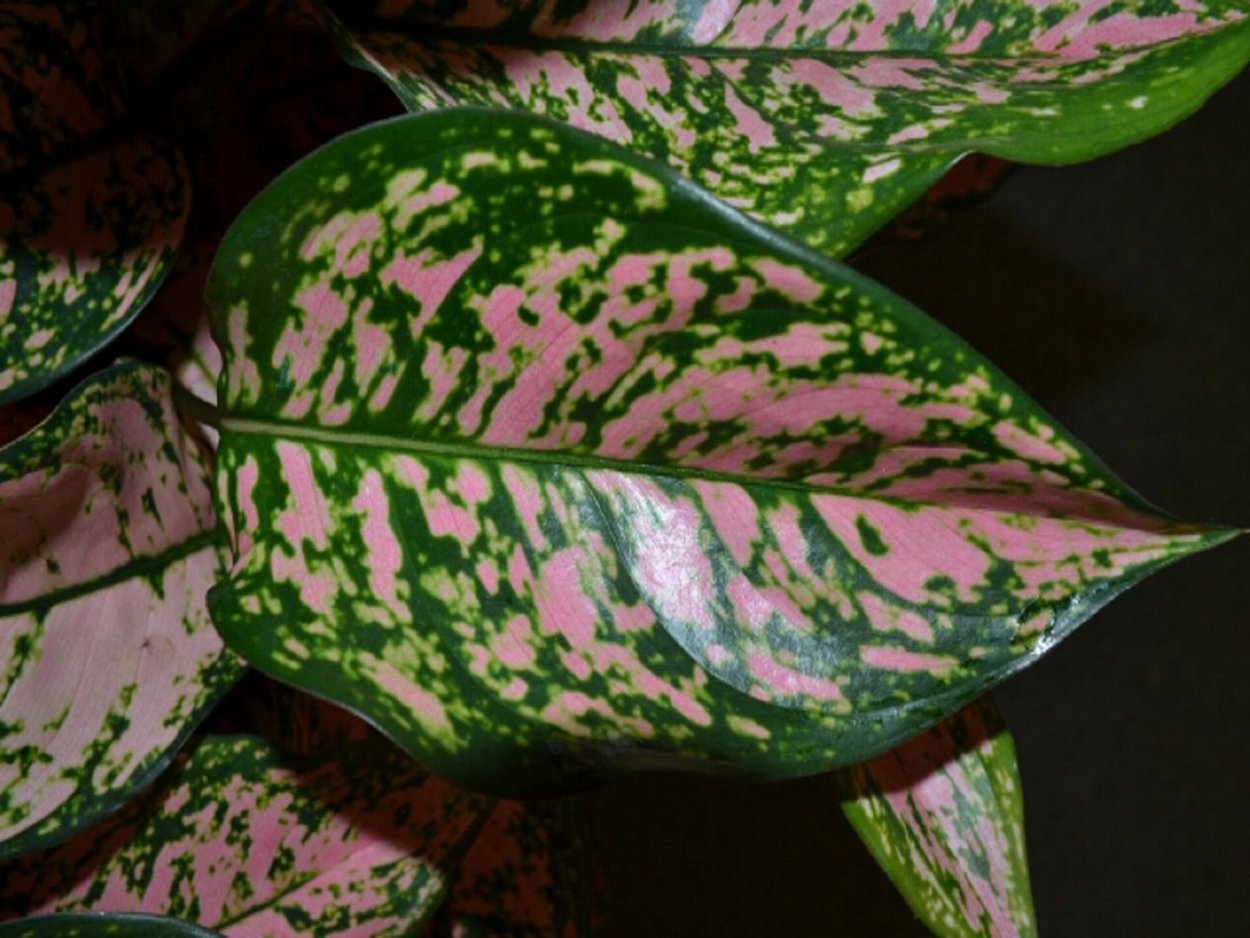 Гипоэстес аглаонема