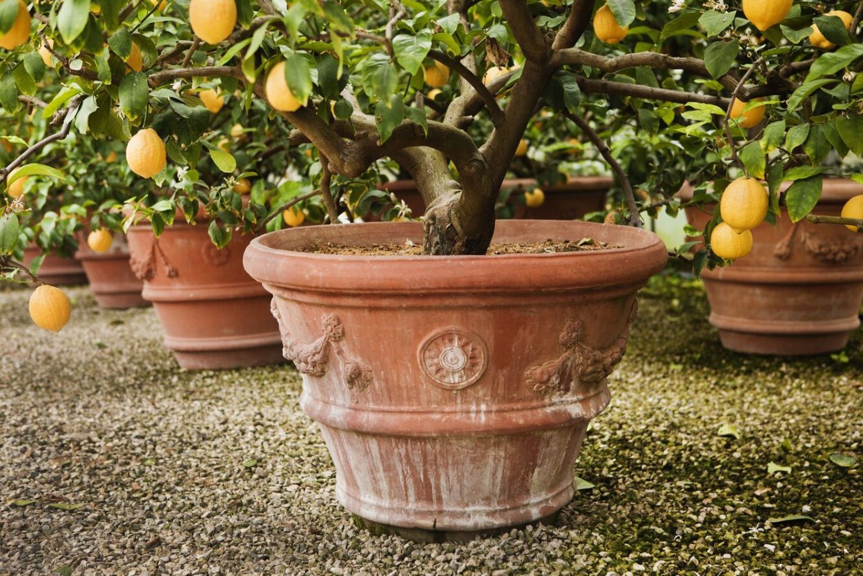 Dwarf Fruit Trees
