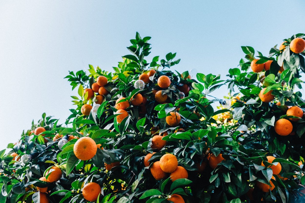 Цитрус мандарин Mandarine