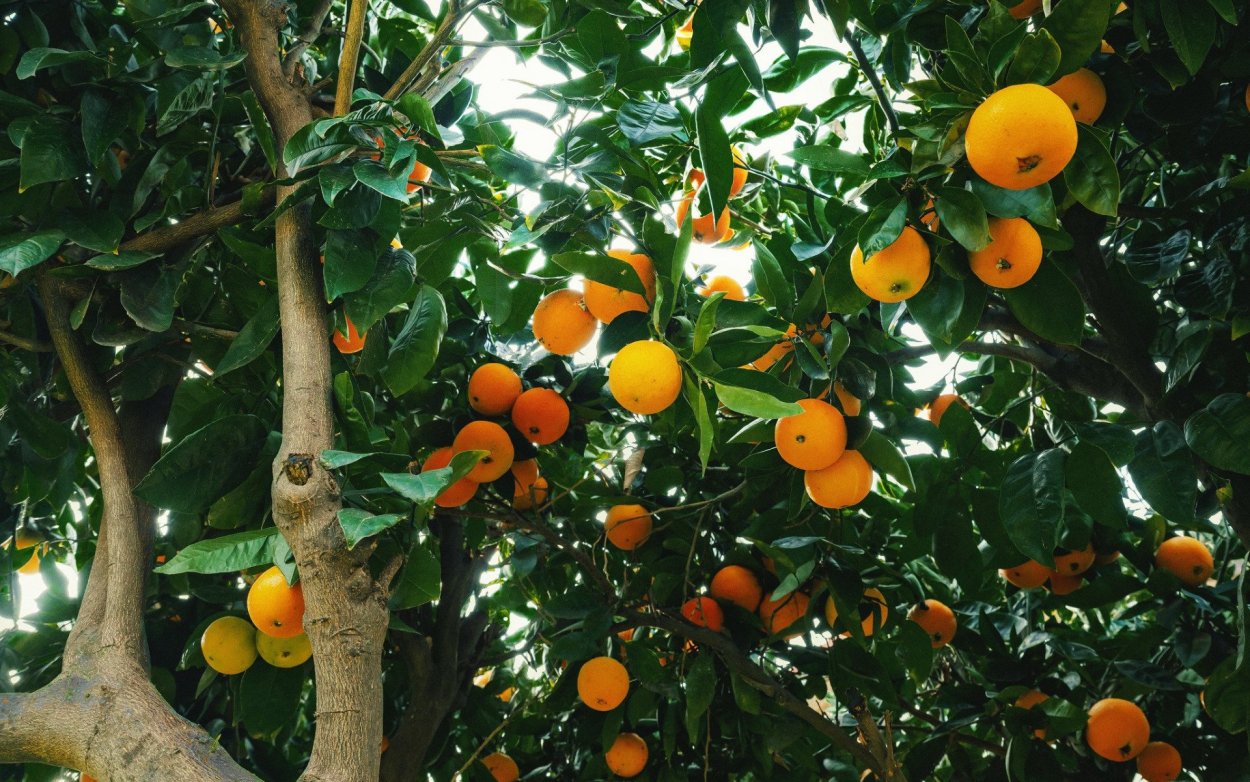 Мандарин Tangerine Tree
