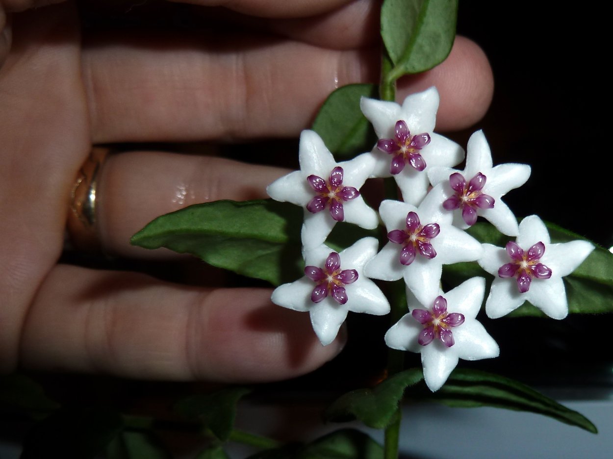 Хойя Белла мелколистная